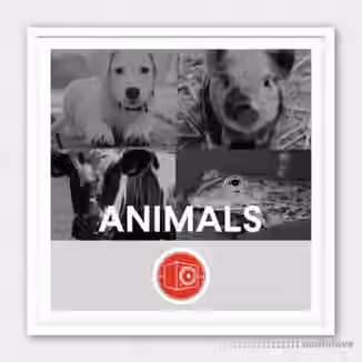 Big Room Sound Animals [WAV]