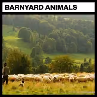 Big Room Sound Barnyard Animals [WAV]