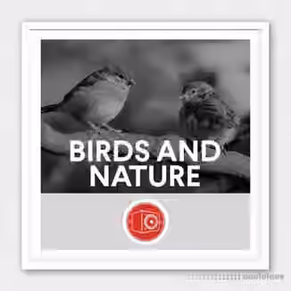Big Room Sound Birds and Nature [WAV]