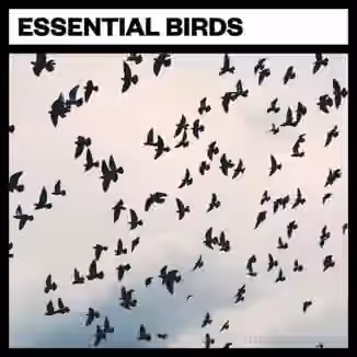 Big Room Sound Essential Birds [WAV]