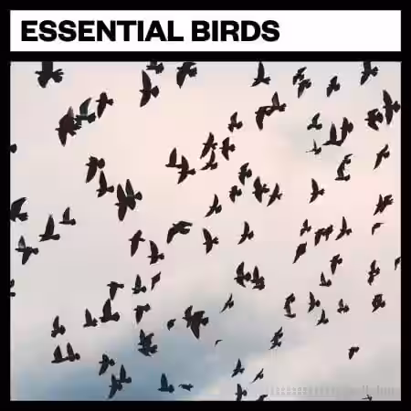 Big Room Sound Essential Birds [WAV] - Sample Pack Artwork