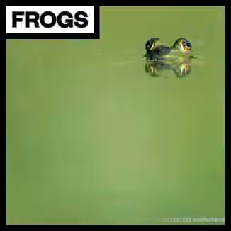 Big Room Sound Frogs [WAV]