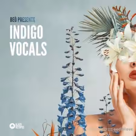 Black Octopus Indigo Vocals by Be├▓ [WAV] - Sample Pack Artwork