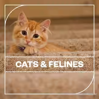 Blastwave FX Cats and Felines [WAV]