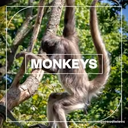 Blastwave FX Monkeys [WAV] - Sample Pack Artwork