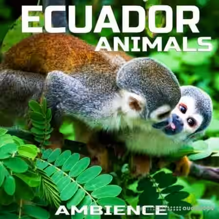 Cloud Nine Records Ecuador Animals Ambience [FLAC] - Sample Pack Artwork