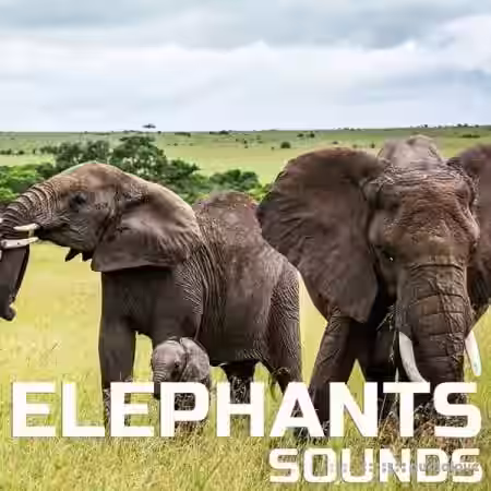 Cloud Nine Records Elephants Sounds [FLAC] - Sample Pack Artwork