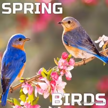 Cloud Nine Records Spring Birds [FLAC] - Sample Pack Artwork