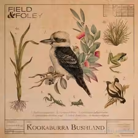 Field and Foley Kookaburra Bushland [WAV] - Sample Pack Artwork