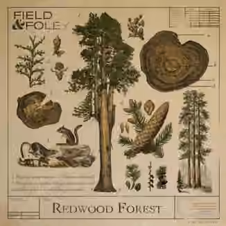 Field and Foley Redwood Forest [WAV]