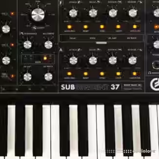 Looma Moog Sub37 Oneshot Sample Pack [WAV]