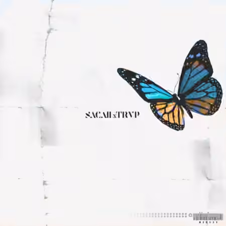 Sacaii x Trvpyyy LIL SACHI n TRVP [WAV] - Sample Pack Artwork