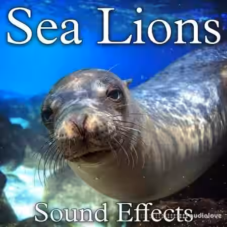 Soud Ideas Sea Lions Sound Effects [FLAC] - Sample Pack Artwork
