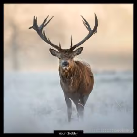 Soundholder Roaring Stags [WAV] - Sample Pack Artwork