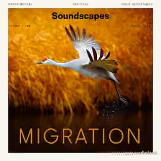 Splice Soundscapes Migration [WAV]